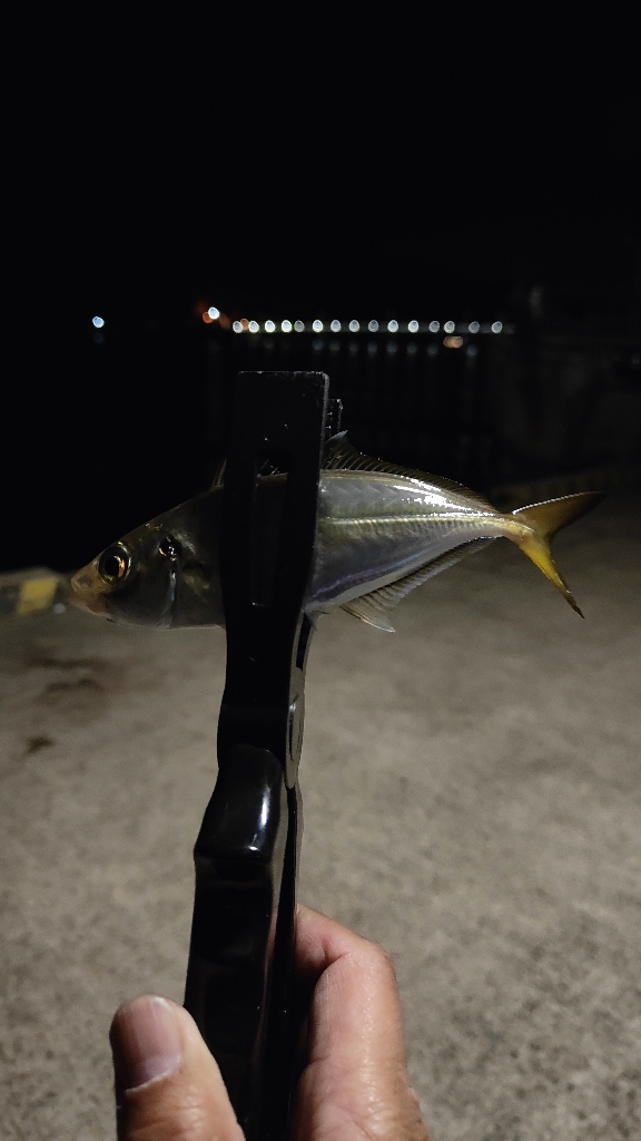 なんか釣れれば良いかなと