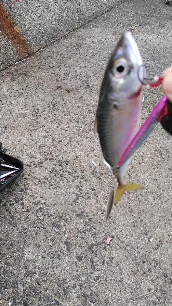 サワラリベンジパート4