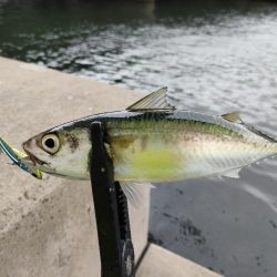 雨上がり朝マズメ釣行