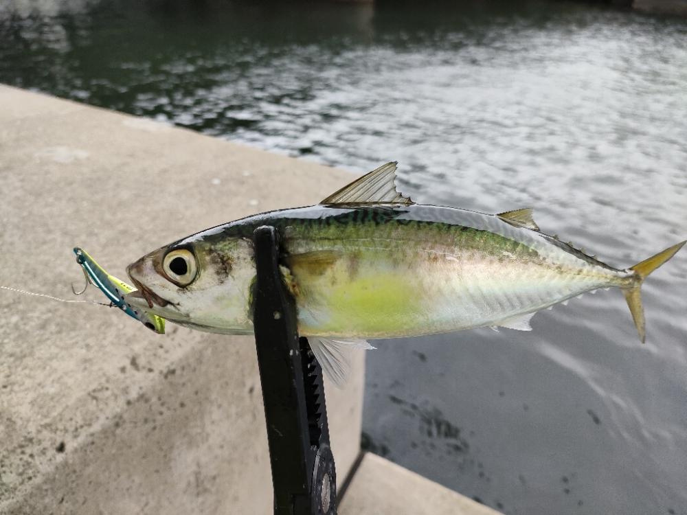 雨上がり朝マズメ釣行