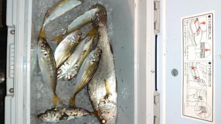 シーバスウヨウヨだ！