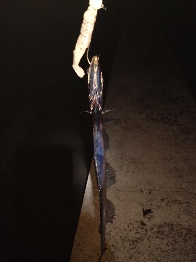 今年初タチウオ！