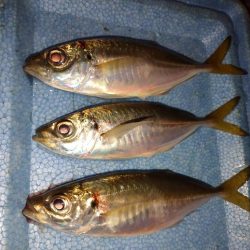 激渋アジングin姫路