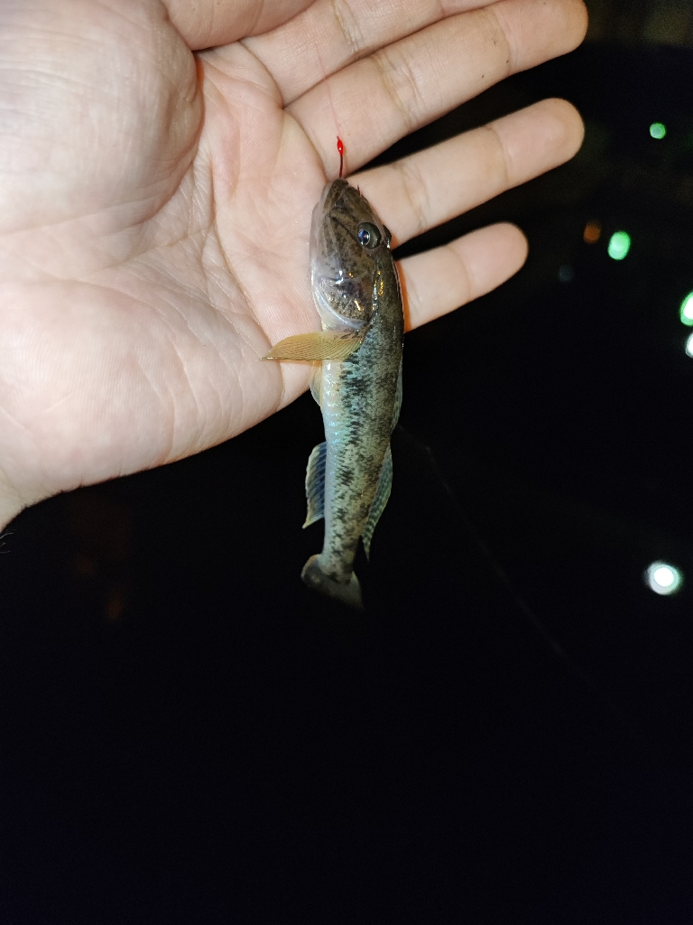 都心で落ちハゼ釣り