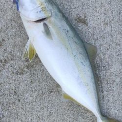 アジングto青物