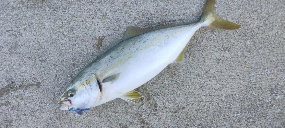 アジングto青物