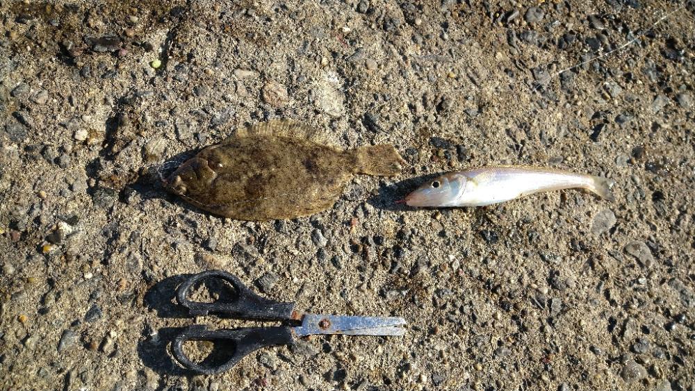 キス釣り良型連発