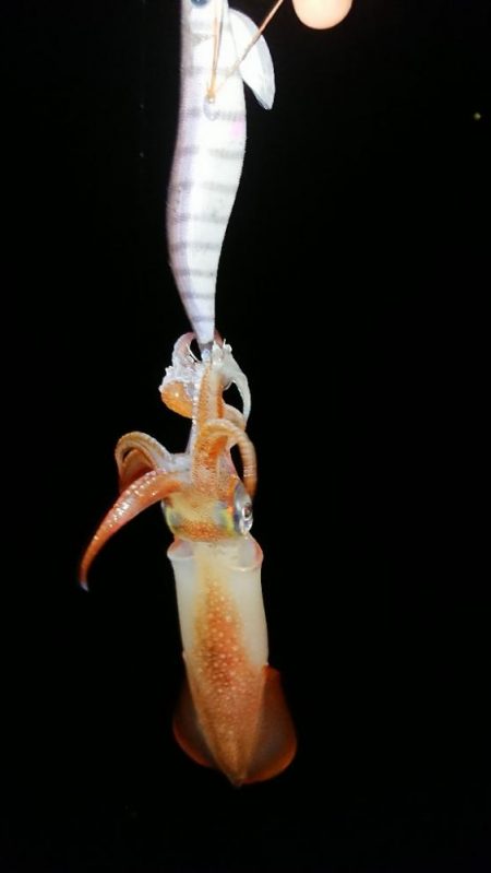 対馬エギング釣果