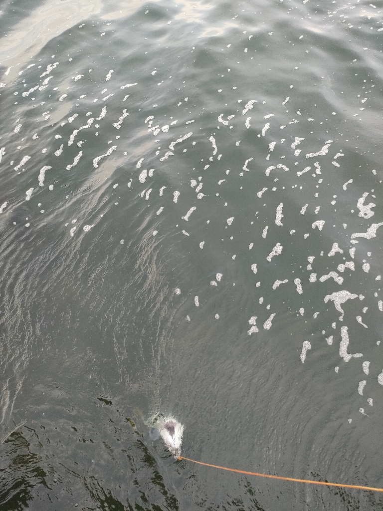 今シーズン青物６匹目