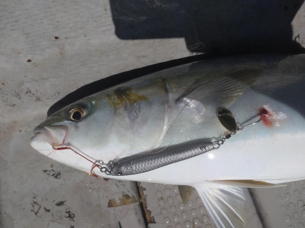 岩国沖開幕！！！