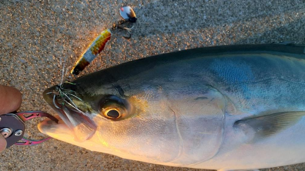 先日に続きブリ族はいい感じ