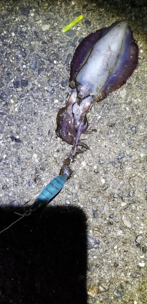 タチウオ・イカ 効率よく満足の釣り