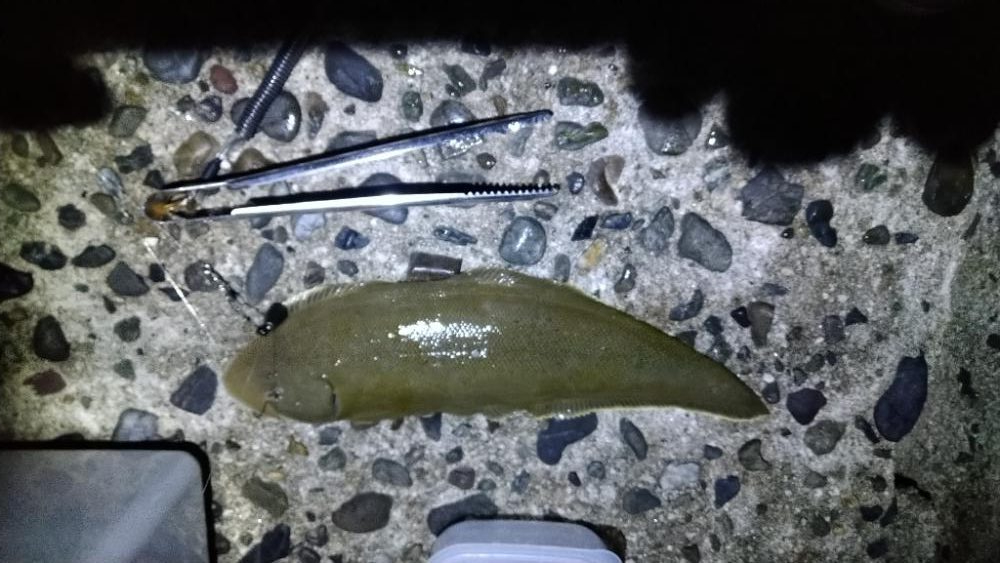 久々のキス釣り