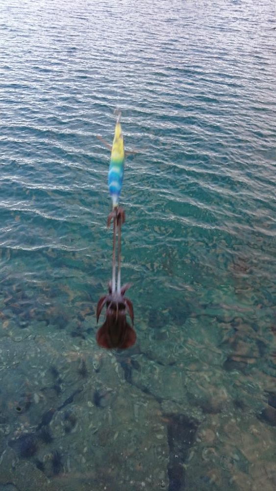 対馬エギング釣果