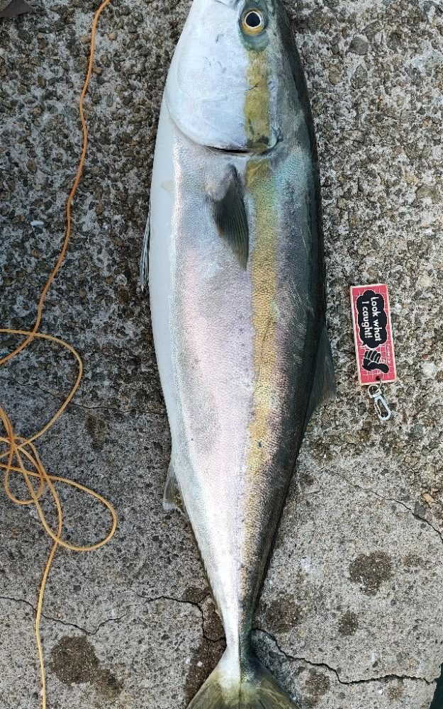 今シーズン2匹目サイズアップ