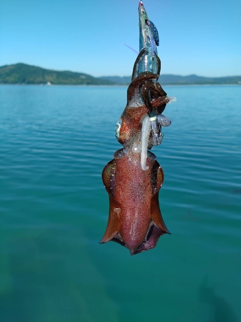 宮津ボートエギング