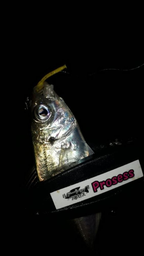 豆アジの成長を確認