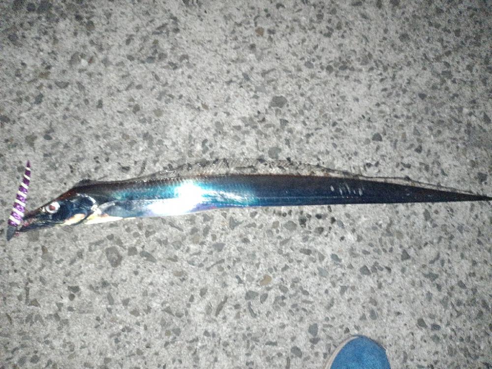 今年初！太刀魚