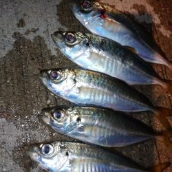 姫路でアジング