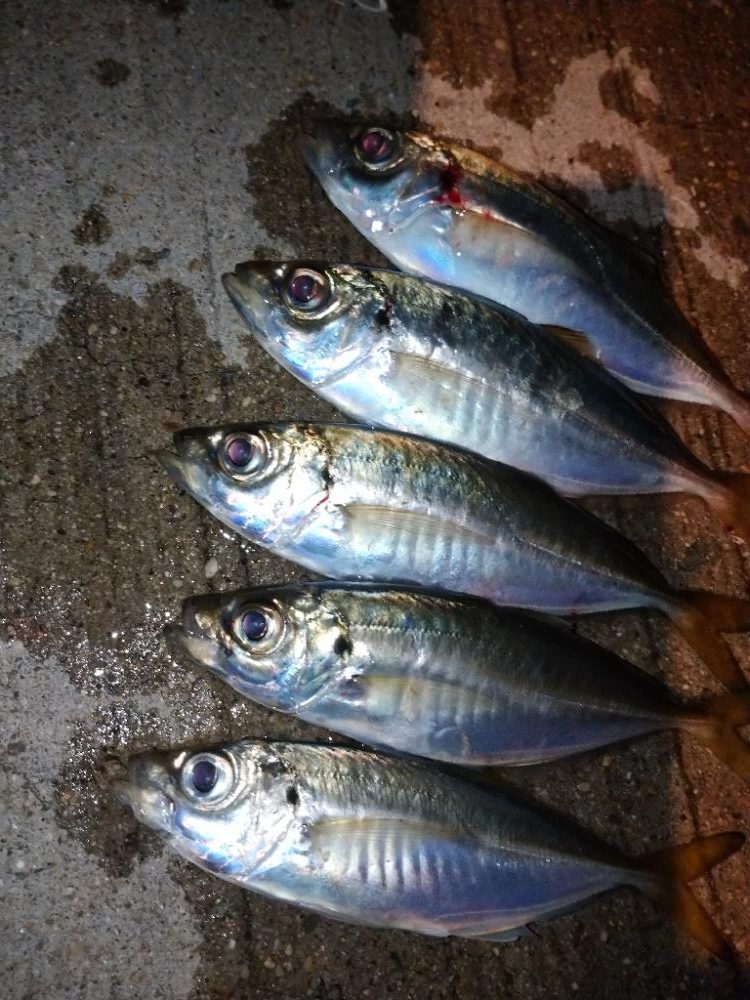 姫路でアジング