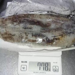 対馬エギング釣果