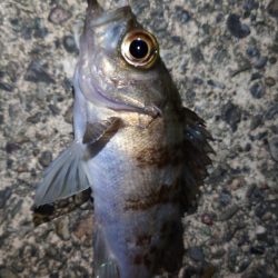 落とし込み＆アジング