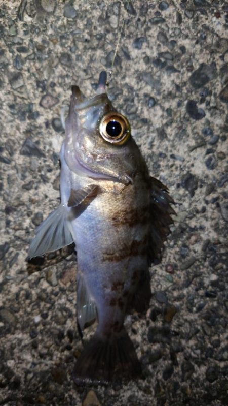 落とし込み＆アジング