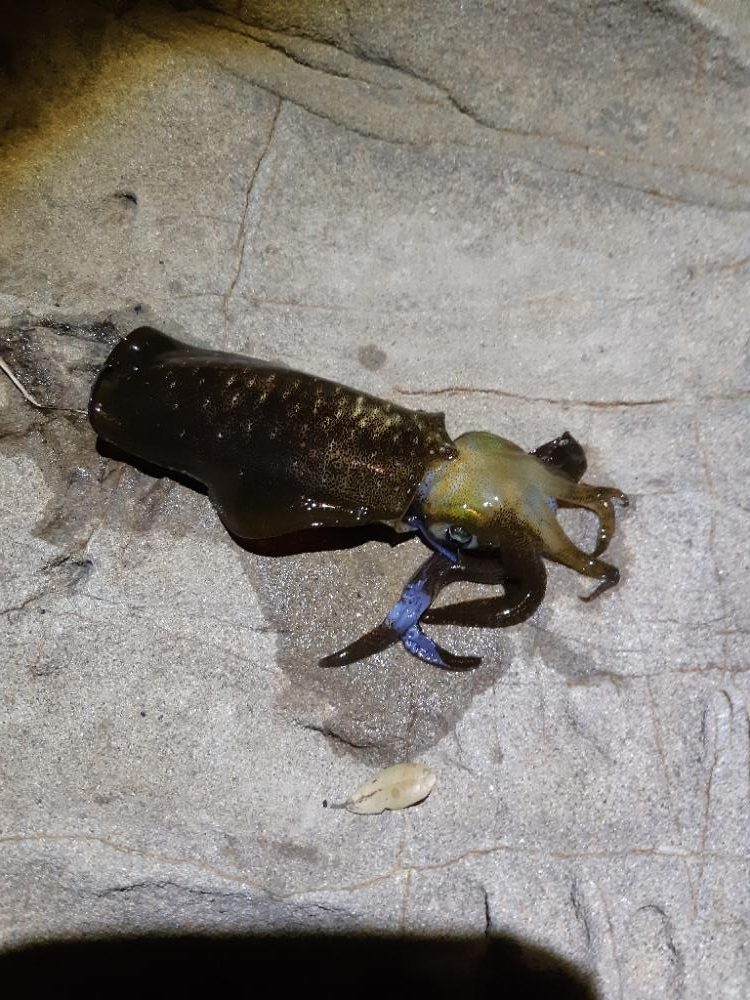 少しサイズアップる