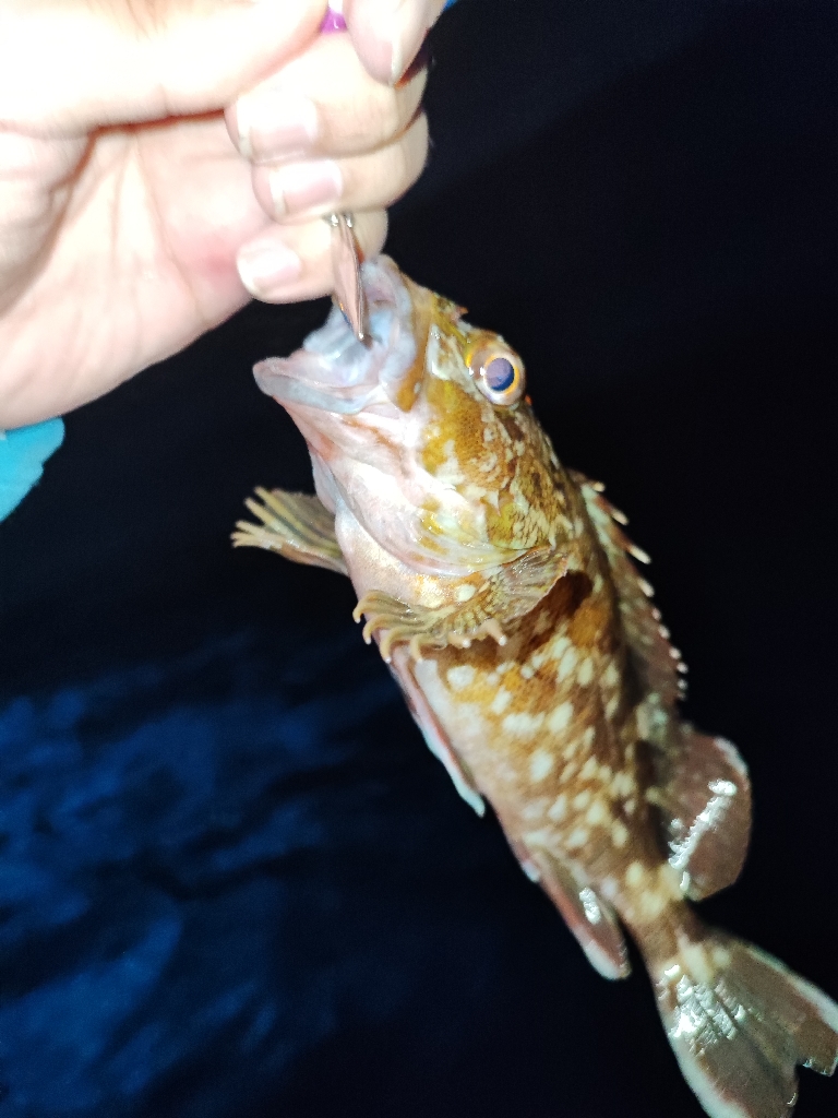 青物ナブラ撃ちとジギングで東京湾五目釣り