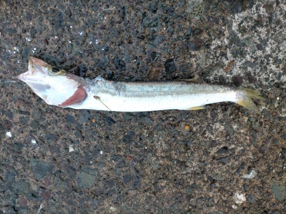 サバフグとカマス