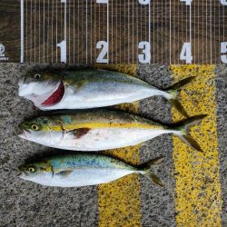 今日はジグがよくあたる(*^^*)