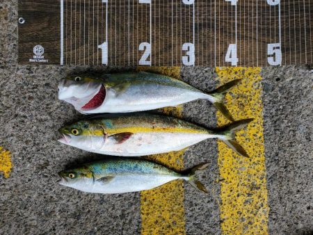 今日はジグがよくあたる(*^^*)