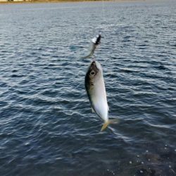 淀川サバ釣り