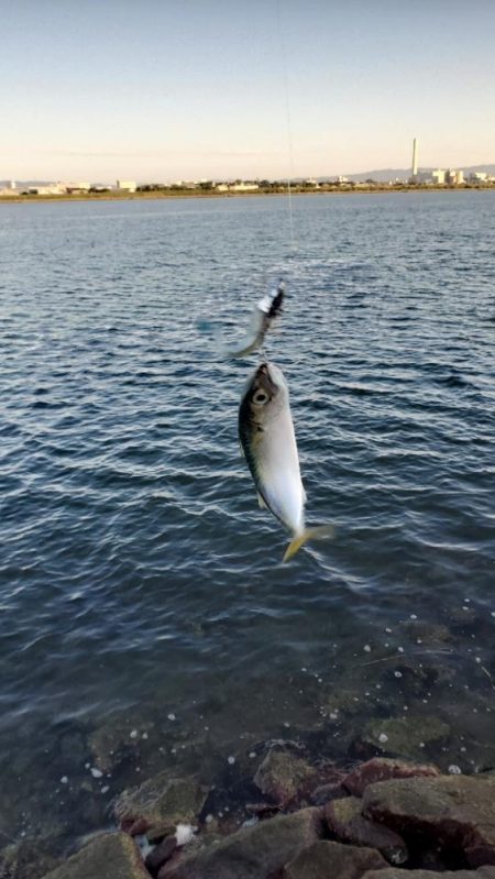 淀川サバ釣り