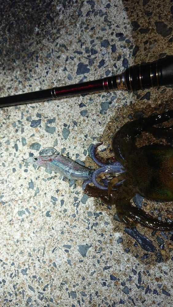 対馬エギング釣果