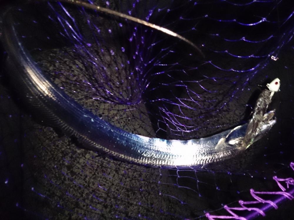 今シーズン初タチウオ