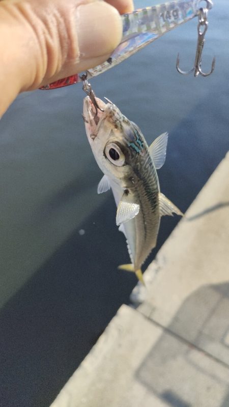 朝マズメ近隣釣行