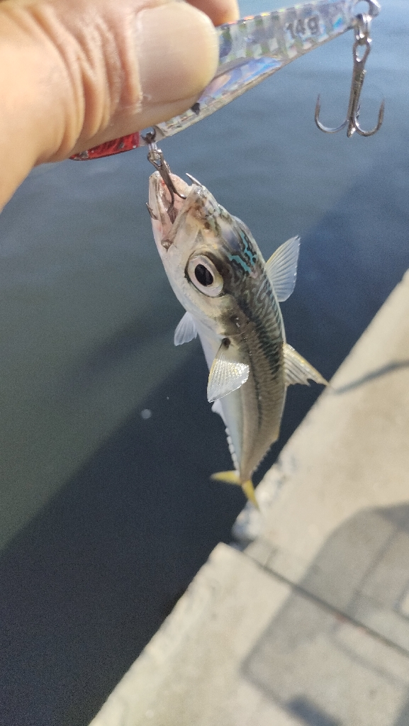朝マズメ近隣釣行