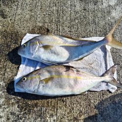 一ヶ月ぶりのネイゴ!（カンパチ）