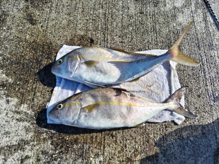 一ヶ月ぶりのネイゴ!（カンパチ）