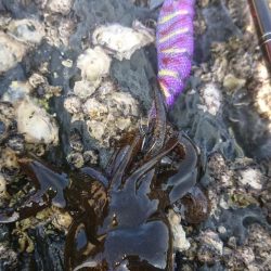 対馬エギング釣果