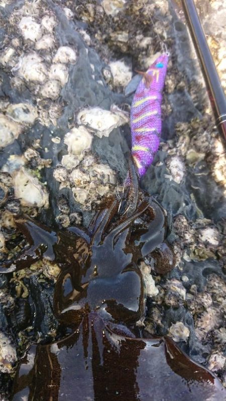 対馬エギング釣果