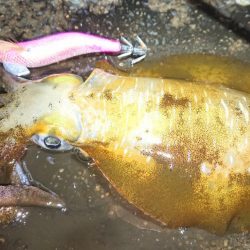 対馬エギング釣果