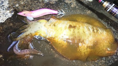 対馬エギング釣果