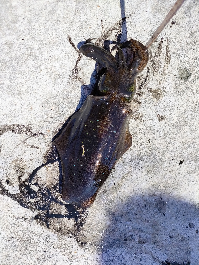 浜田地磯釣行最終日