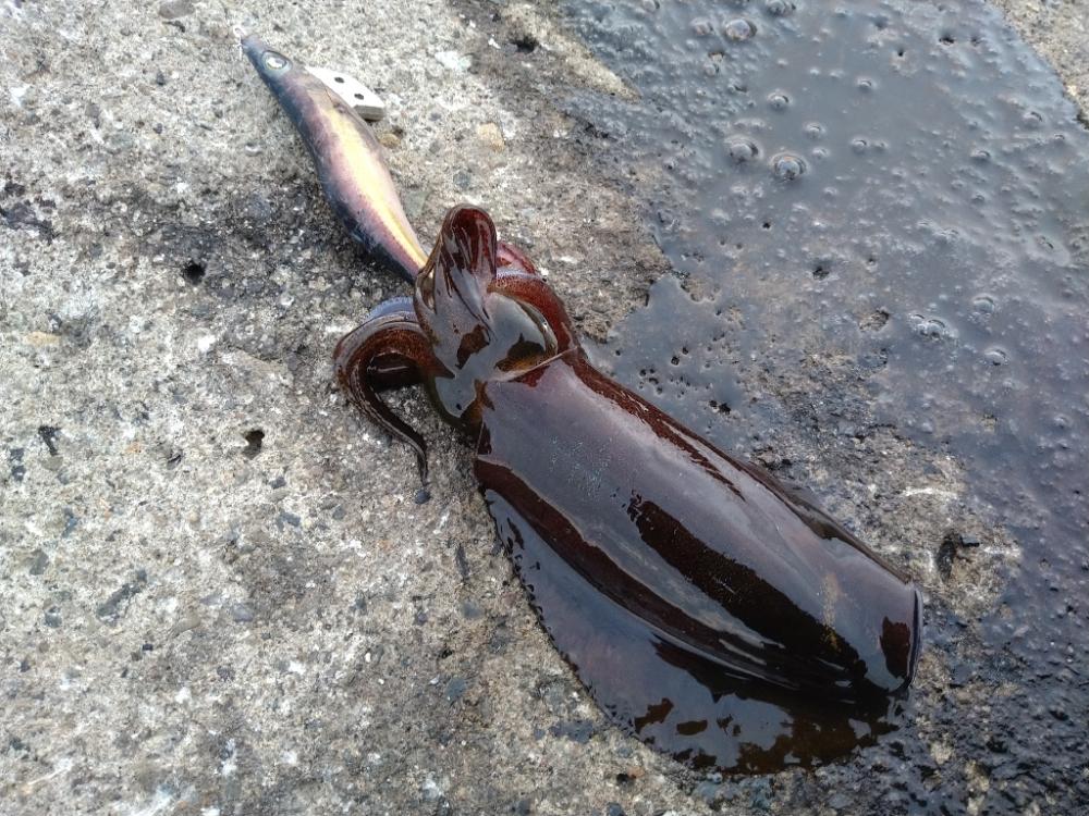 渋くはなってきましたが