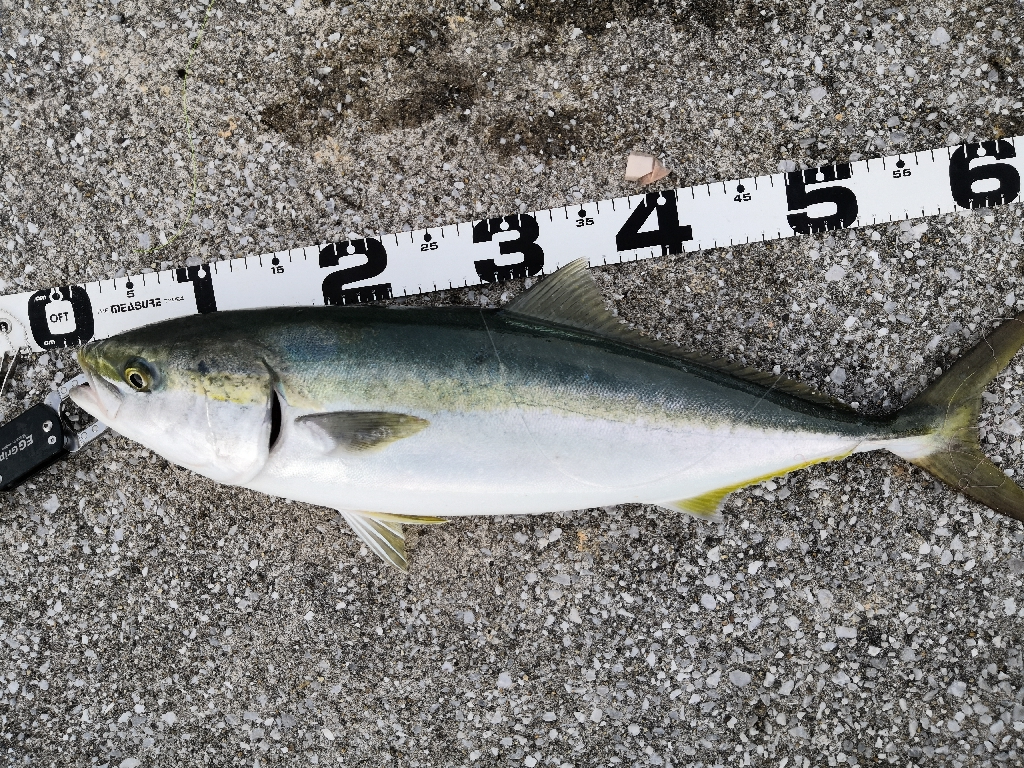 ショアジギングでメジ4匹