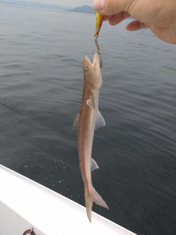 失われし鰯を求めて