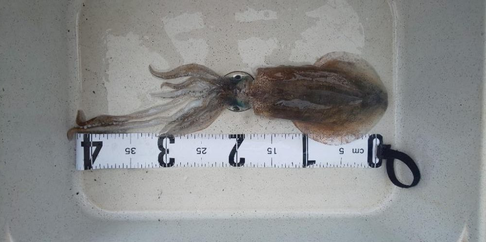 エギングシーズンにてまさかの釣果が！！