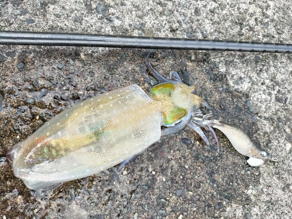 今年初コウイカゲット!!